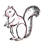 Disegnare un scoiattolo
