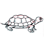 Draw a turtle